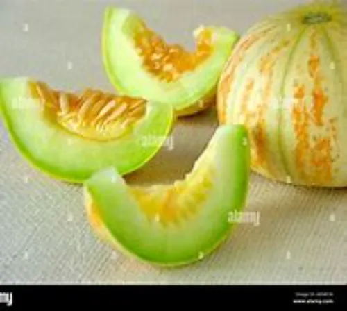 Musk Melon